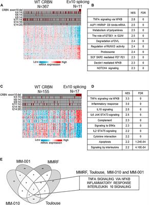 Multiple Myeloma Patient Tumors With High Levels of Cereblon Exon-10 Deletion Splice Variant Upregulate Clinically Targetable Pro-Inflammatory Cytokine Pathways